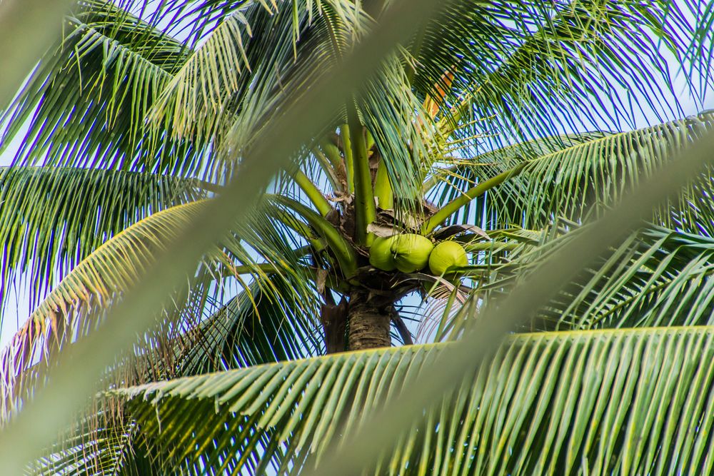 Thailands Grün V - Kokospalme