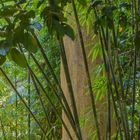 Thailands Grün XI - Bambus im Bencha NP/Südthailand
