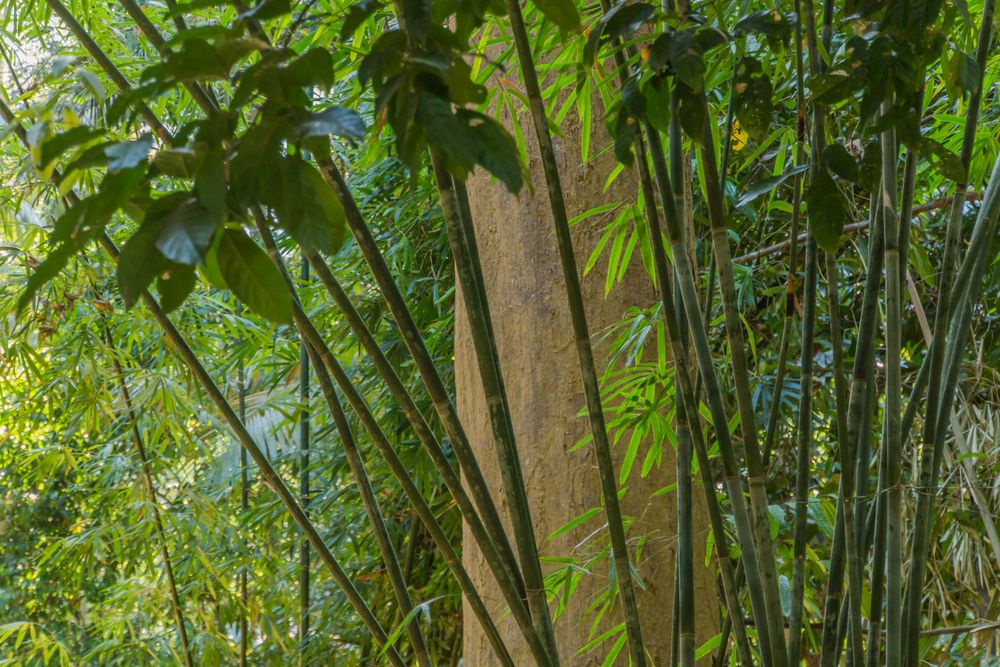 Thailands Grün XI - Bambus im Bencha NP/Südthailand