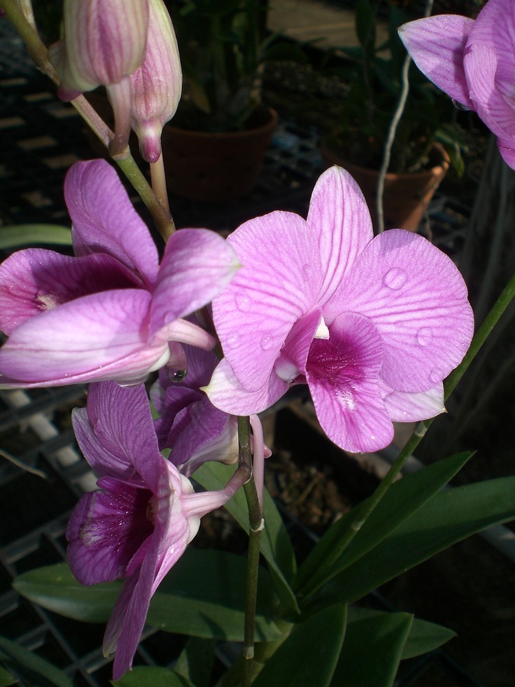 Thailands Orchideen