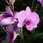 Thailands Orchideen