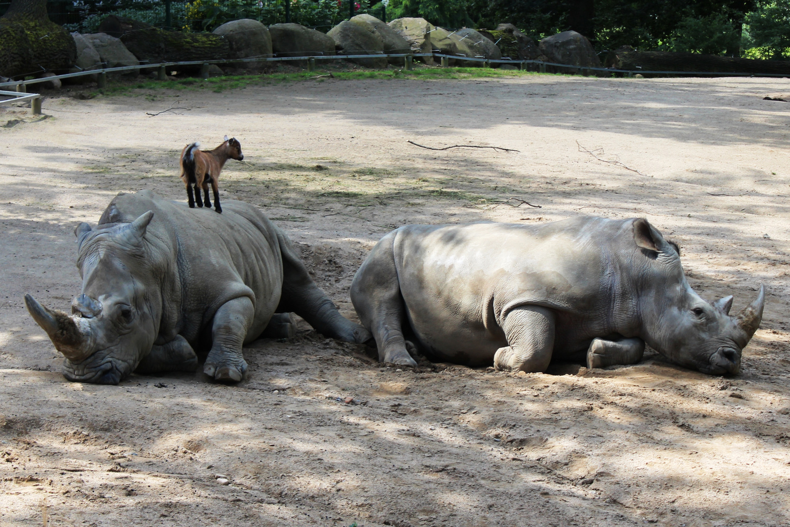 Thaimassage für Nashörner
