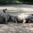 Thaimassage für Nashörner