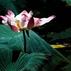 Thaïlande, lotus sacré