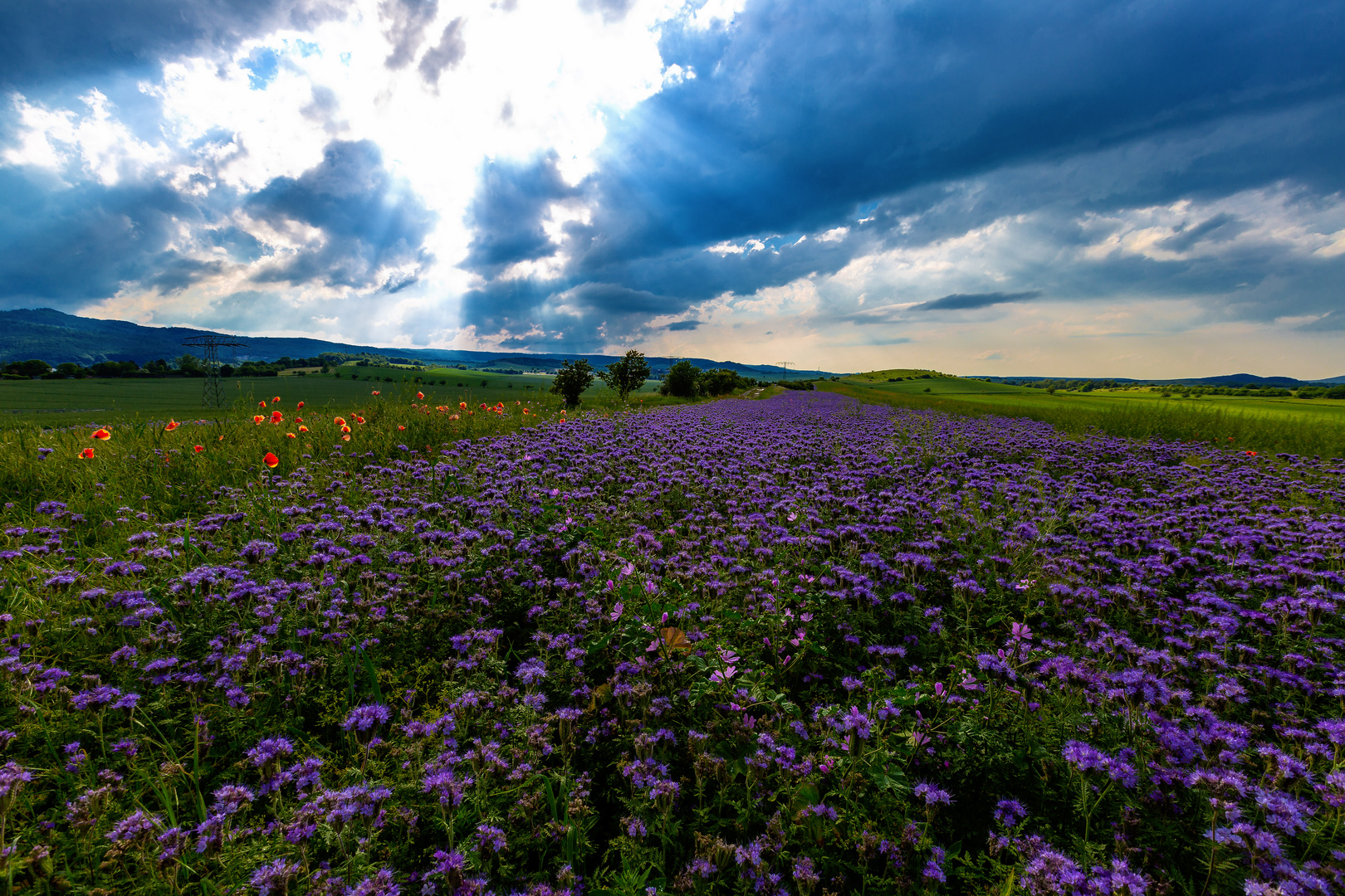 Thale/Harz