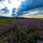 Thale/Harz