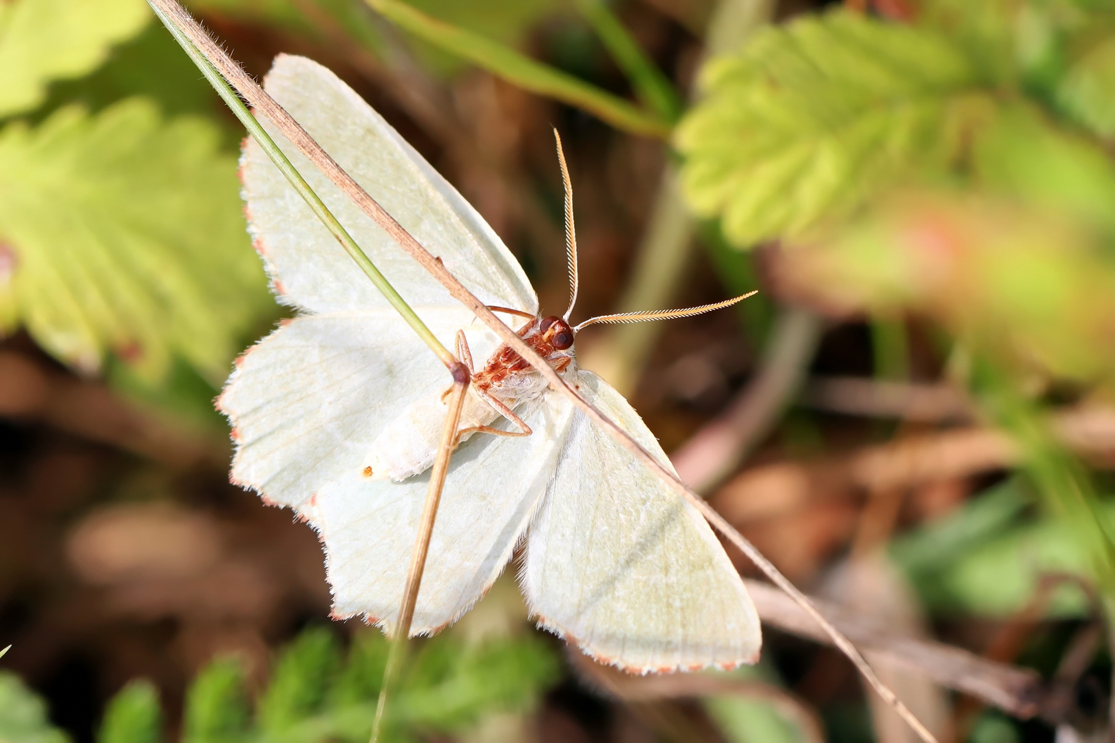 Thalera fimbrialis