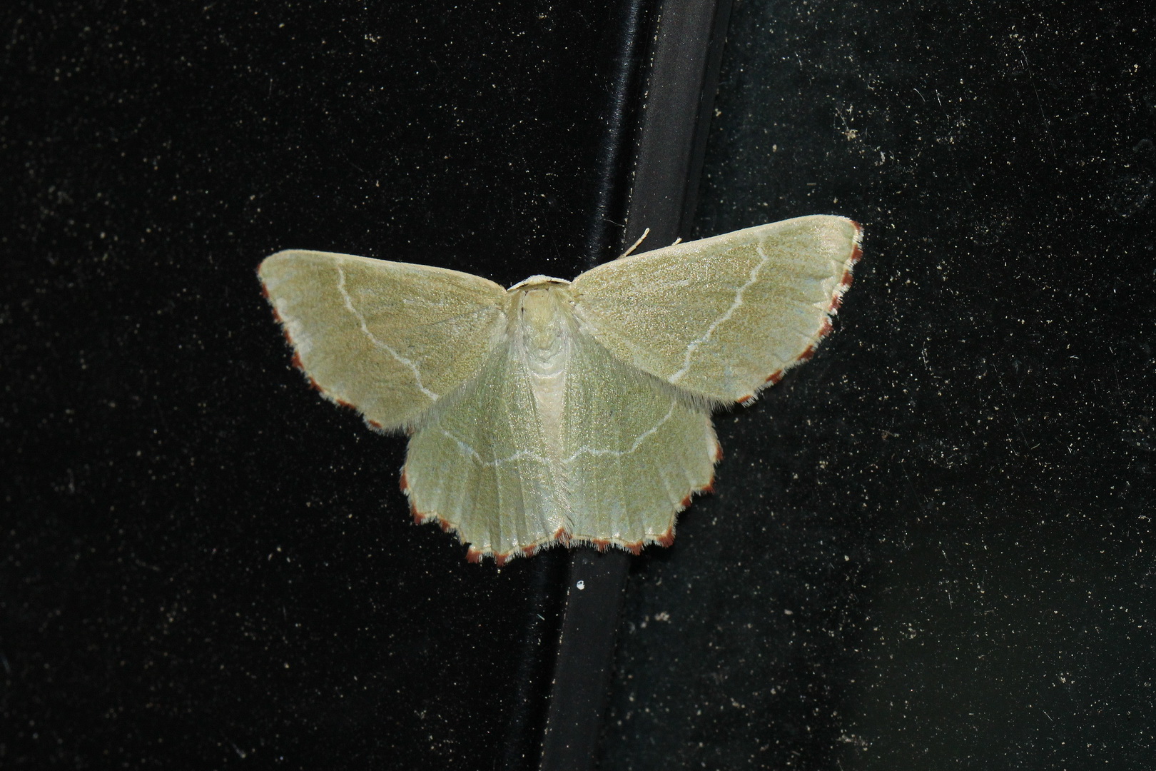 Thalera fimbrialis