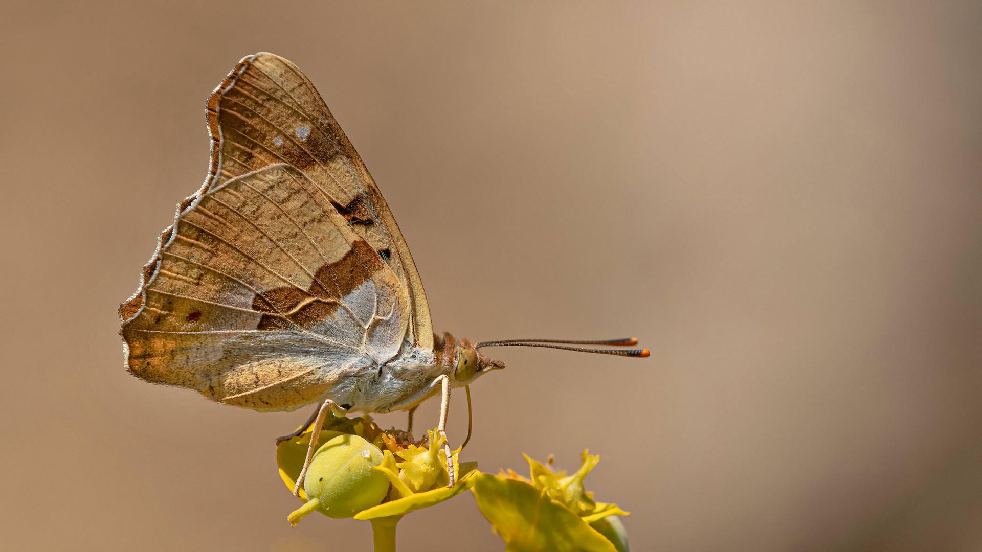 Thaleropis ionia