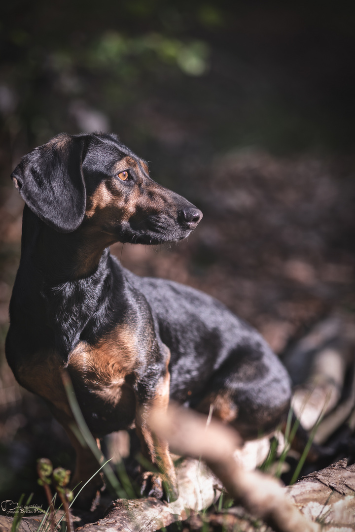 Thalia in Licht & Schatten