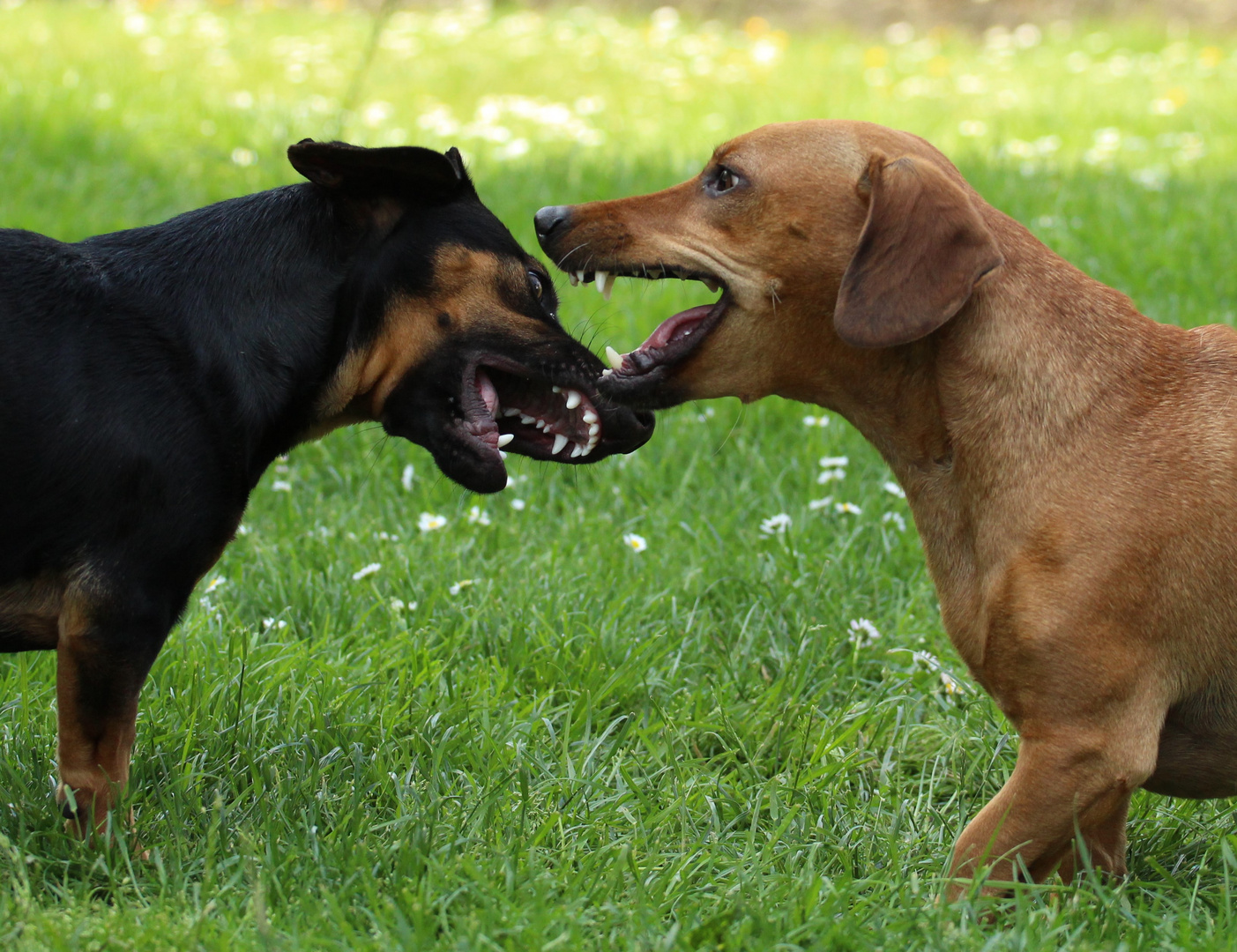 Thalia und Henry