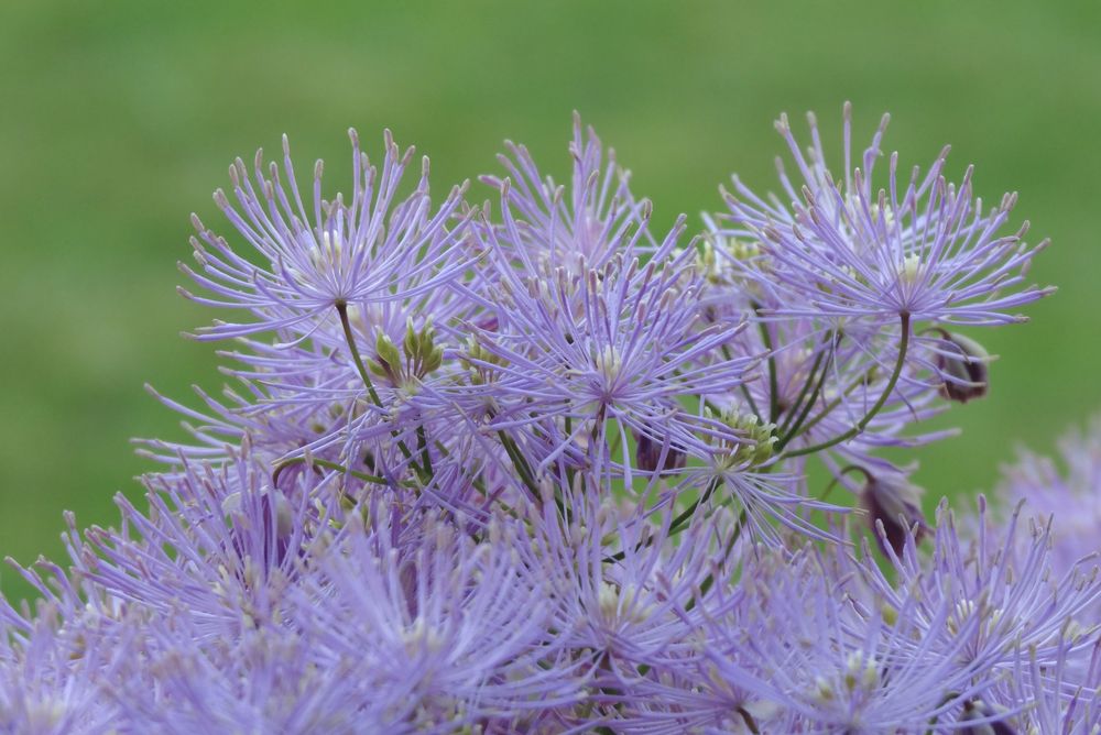 . thalictrum .