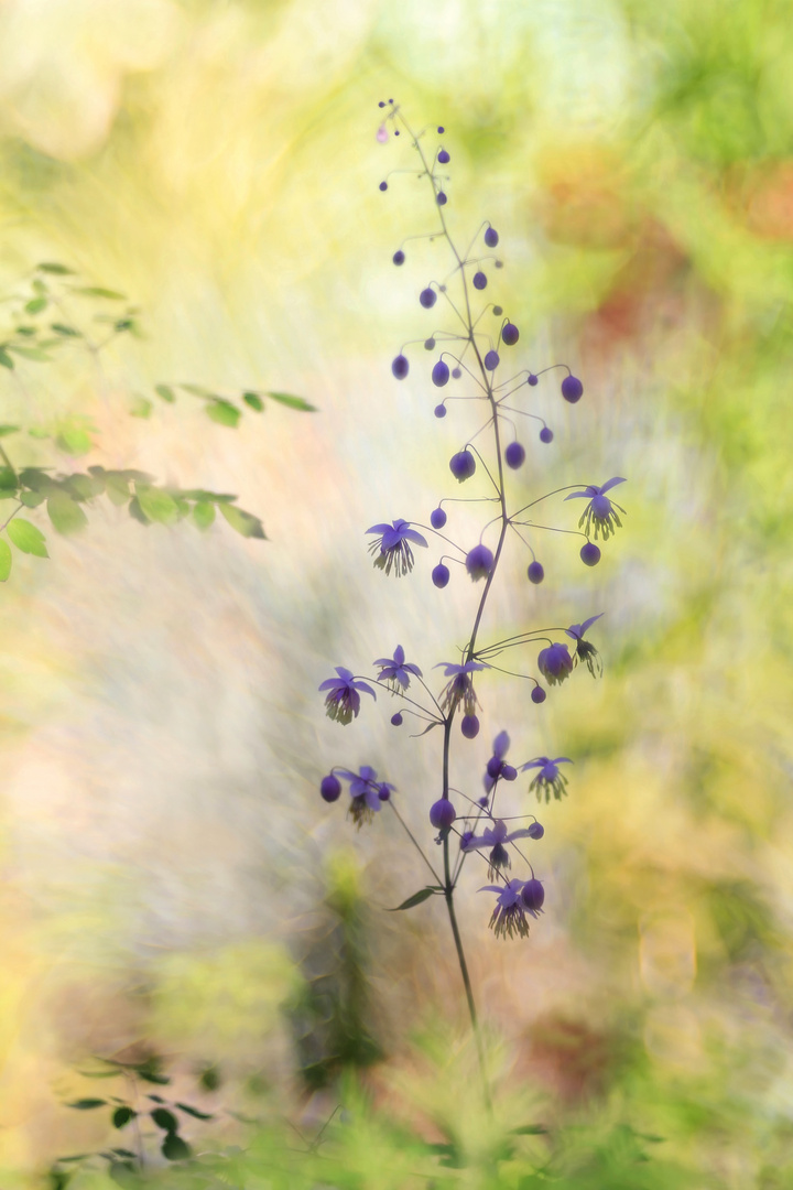 Thalictrum