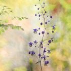 Thalictrum