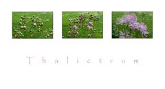 ~ thalictrum ~