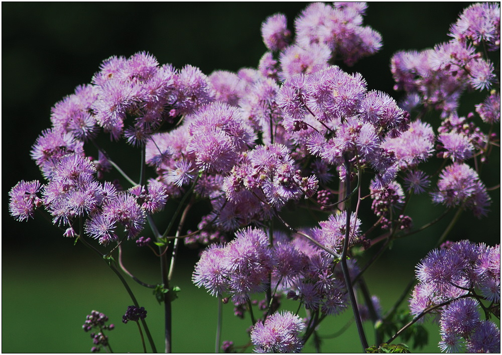 Thalictrum aquilegifolium, Akeleiblättrige Wiesenraute.