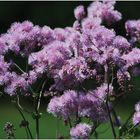 Thalictrum aquilegifolium, Akeleiblättrige Wiesenraute.