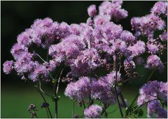 Thalictrum aquilegifolium, Akeleiblättrige Wiesenraute.