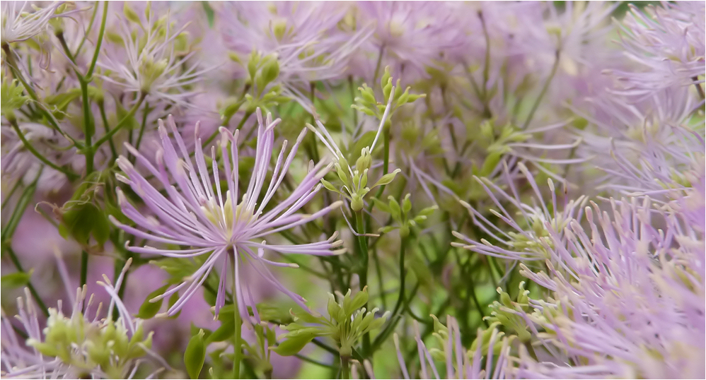 . thalictrum aquilegifolium .