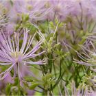 . thalictrum aquilegifolium .