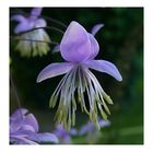 Thalictrum delavayi