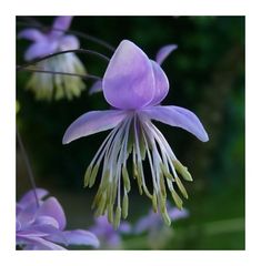 Thalictrum delavayi