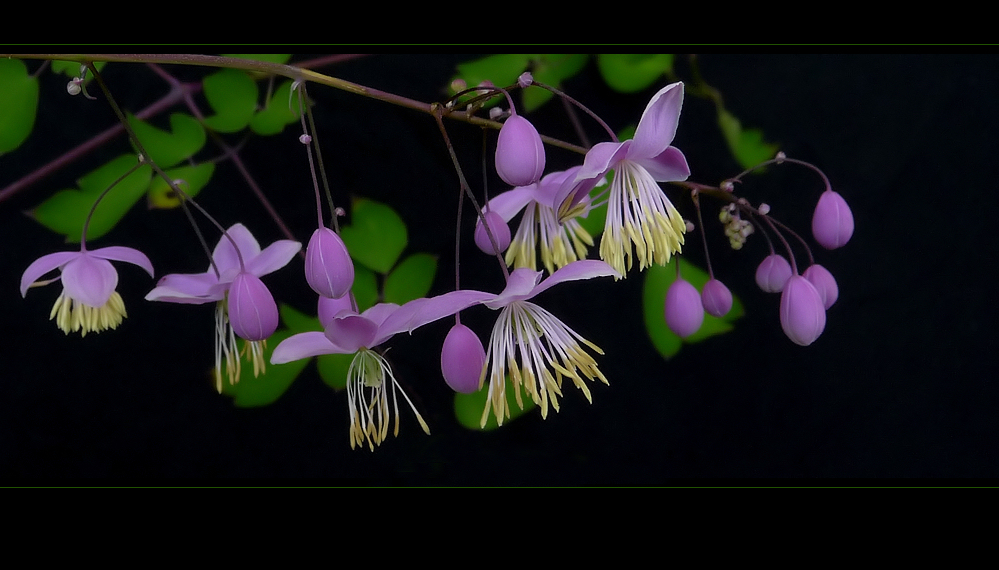 . thalictrum delavayi .