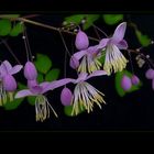 . thalictrum delavayi .