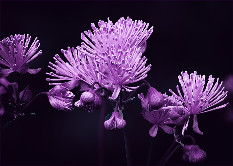 Thalictrum delavayi (China Wiesenraute)