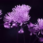 Thalictrum delavayi (China Wiesenraute)