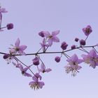 . thalictrum delavayi .