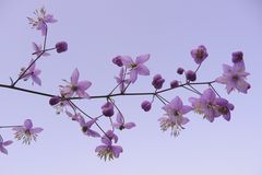 . thalictrum delavayi .