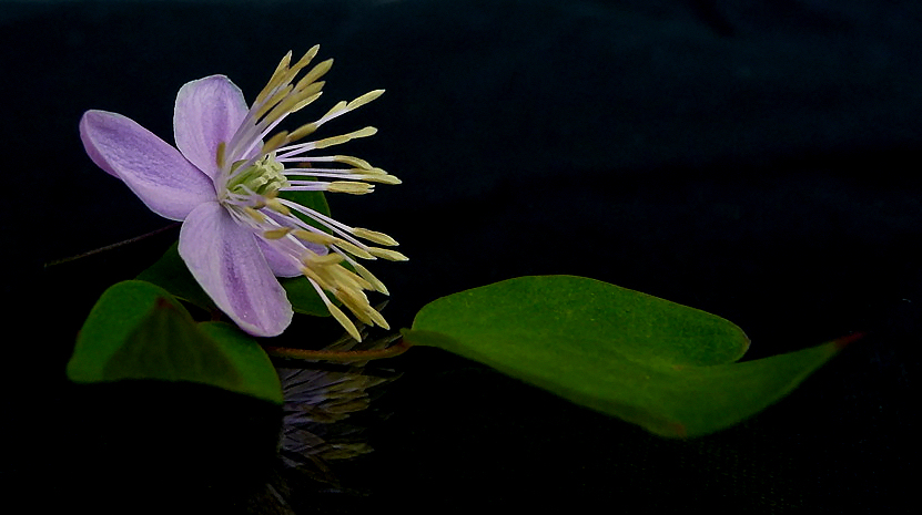 . thalictrum delavayi .