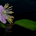 . thalictrum delavayi .