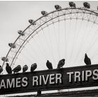 [thames river trips]