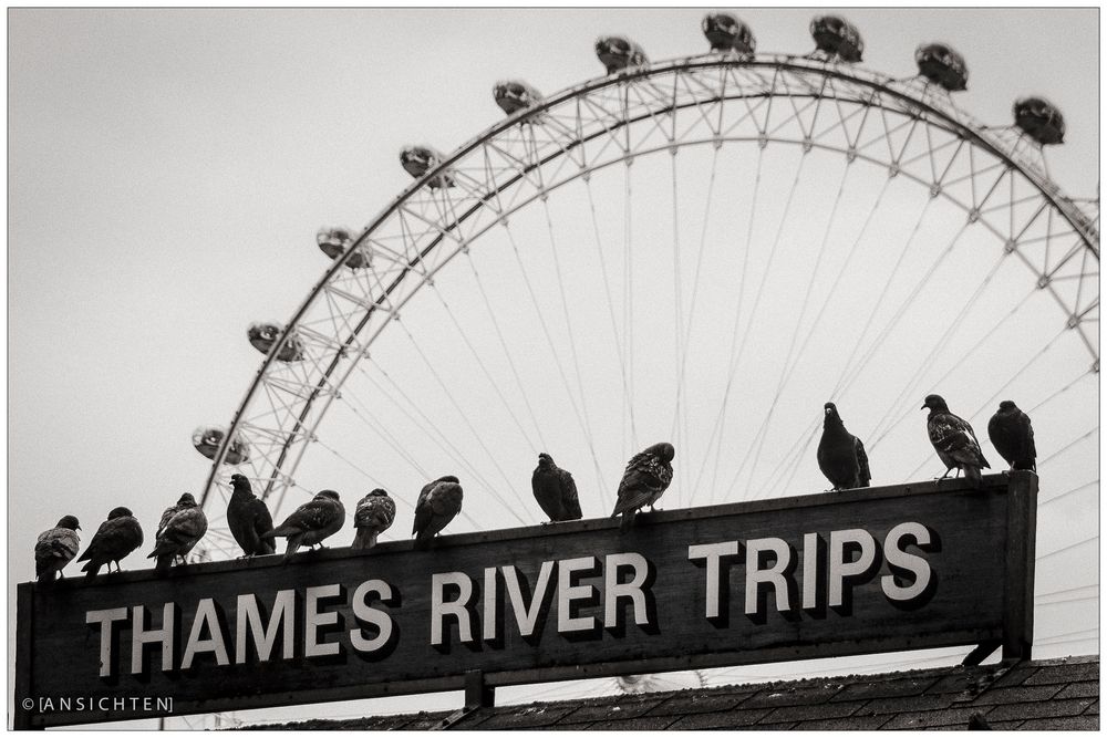 [thames river trips]