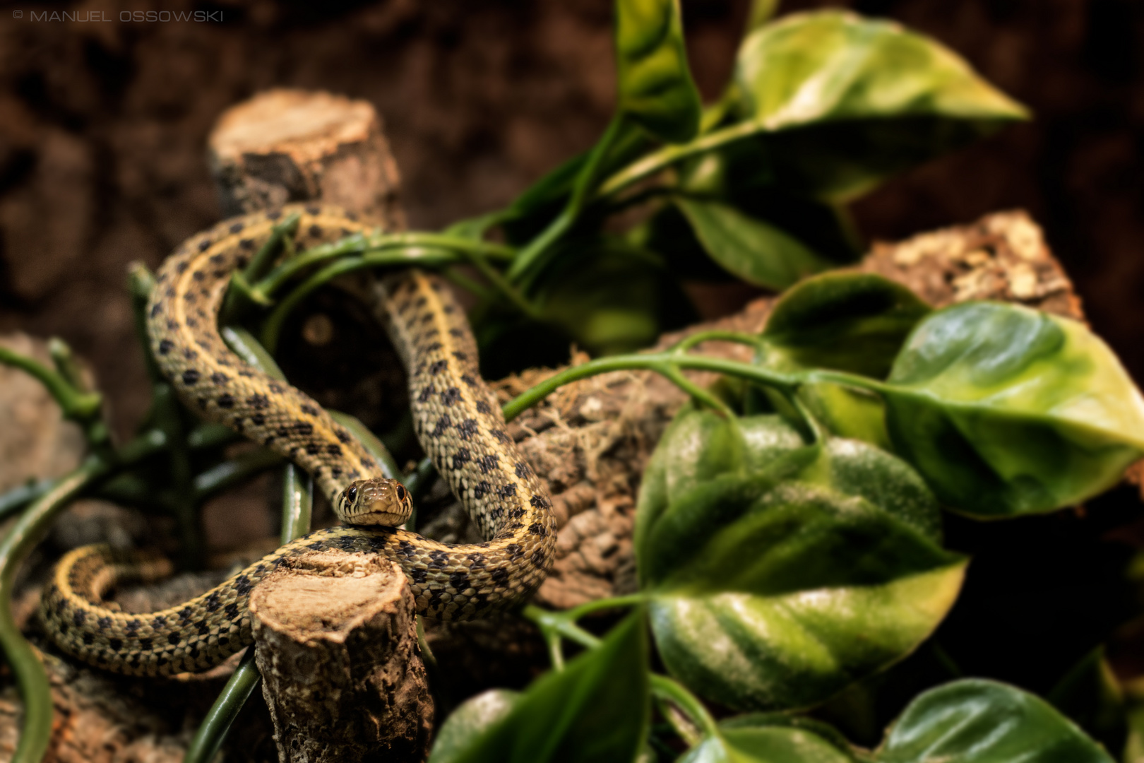 Thamnophis marcianus marcianus