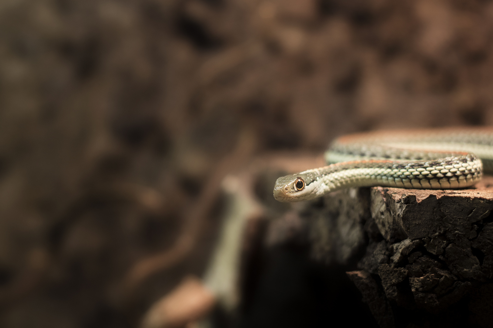 Thamnophis proximus rubrilineatus