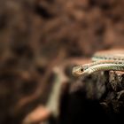 Thamnophis proximus rubrilineatus