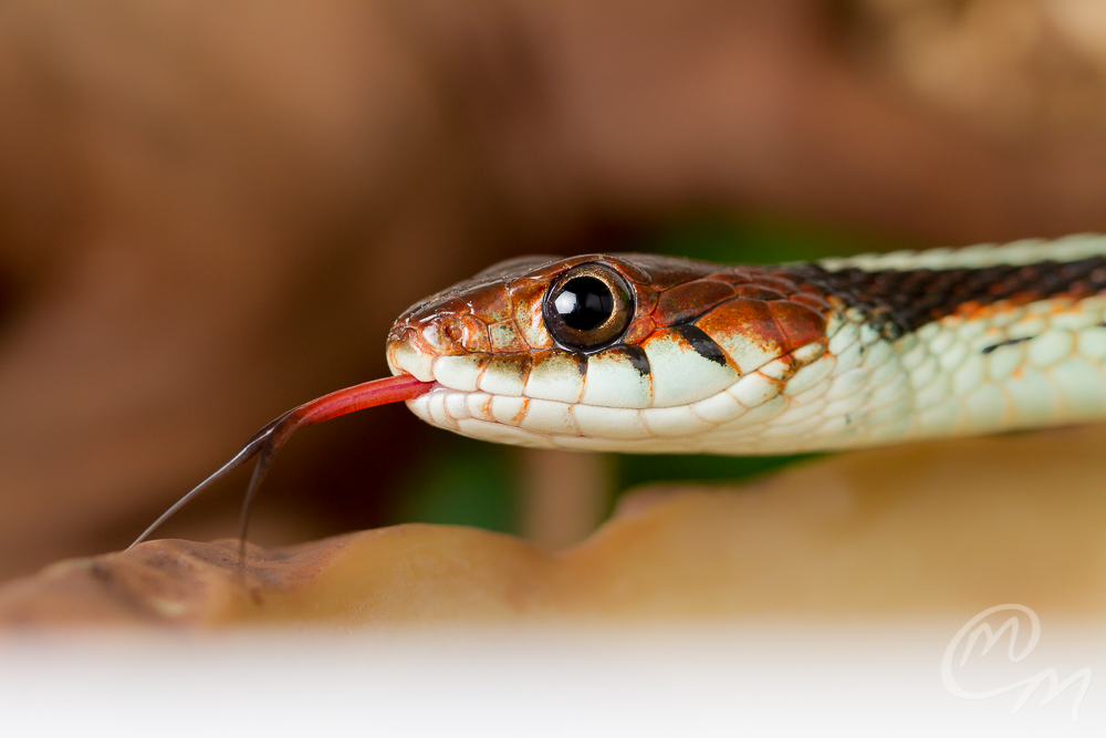 Thamnophis sirtalis infernalis