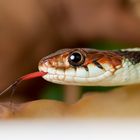 Thamnophis sirtalis infernalis