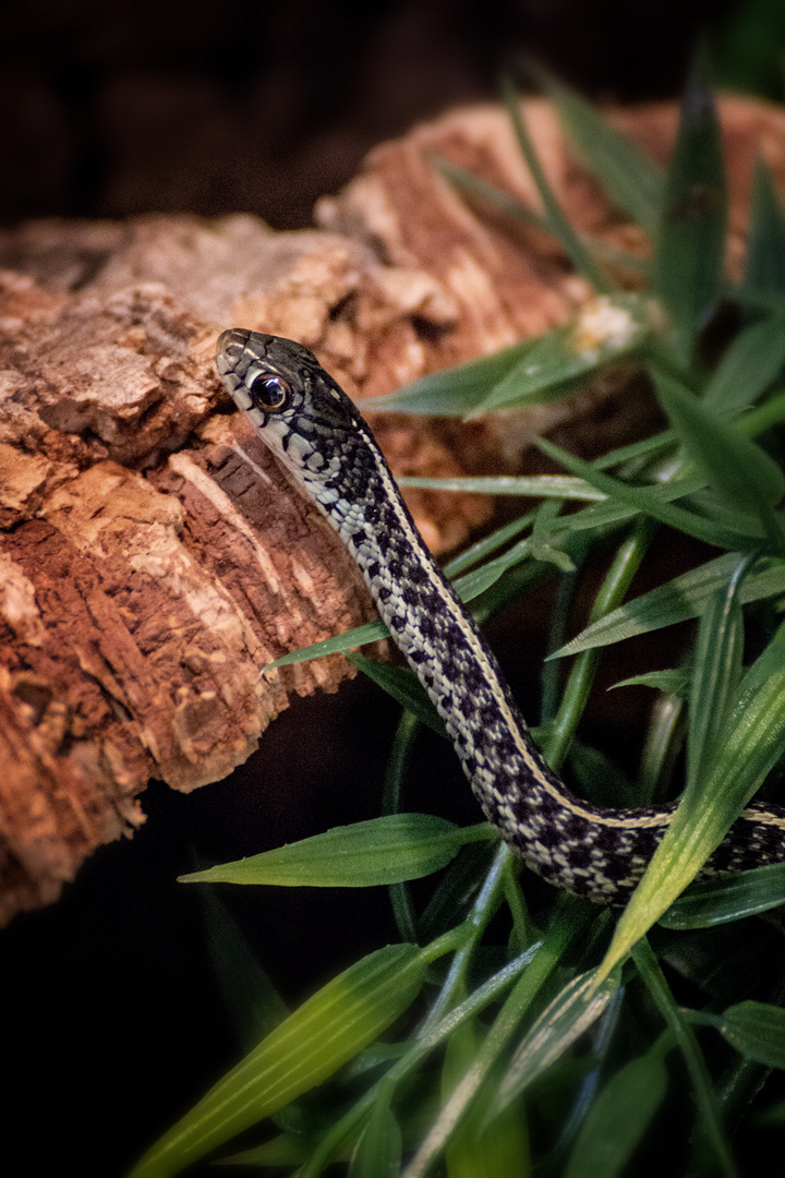 Thamnophis sirtalis sirtalis - Florida blue