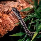 Thamnophis sirtalis sirtalis - Florida blue