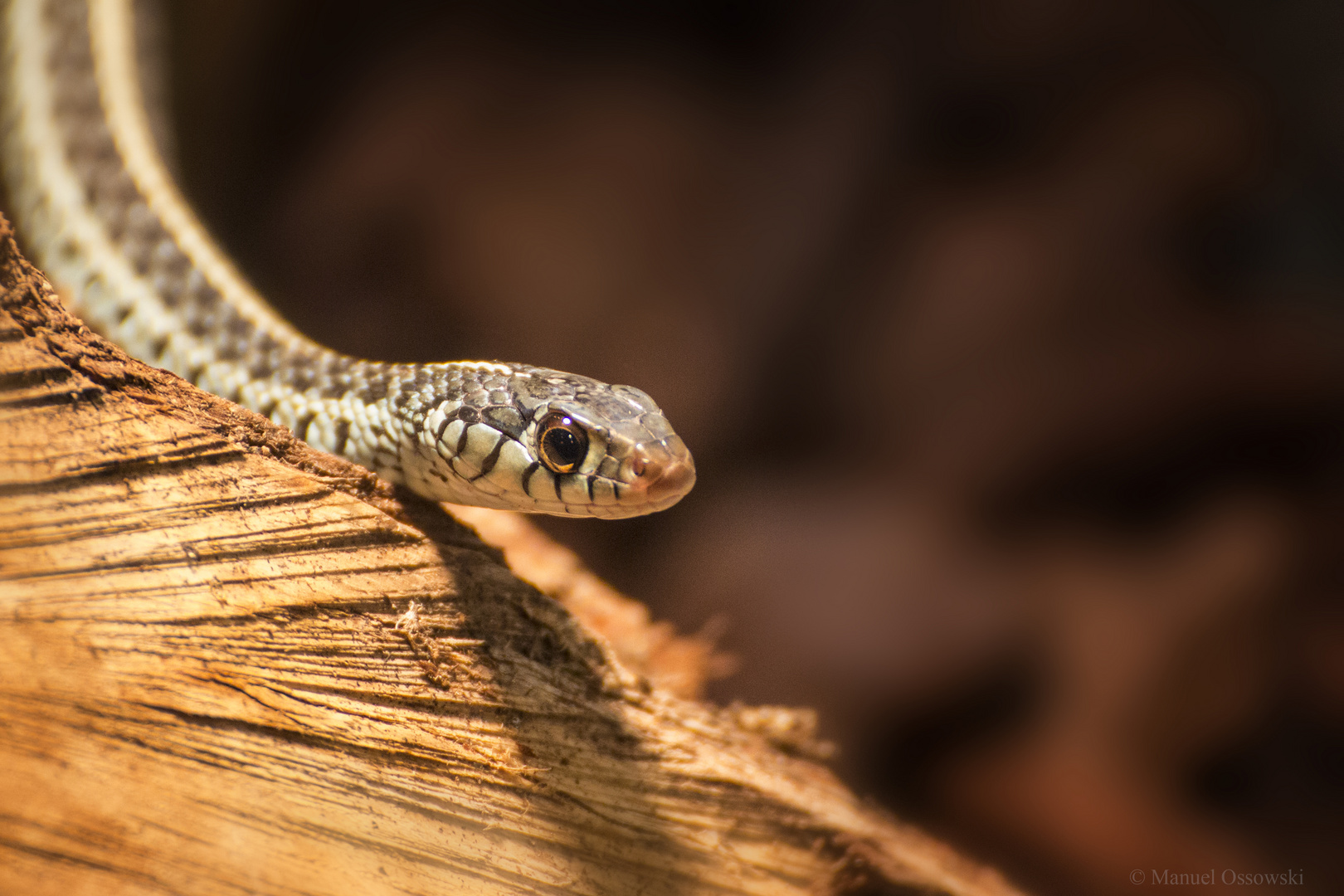 Thamnophis sirtalis sirtalis - Florida blue