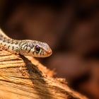 Thamnophis sirtalis sirtalis - Florida blue