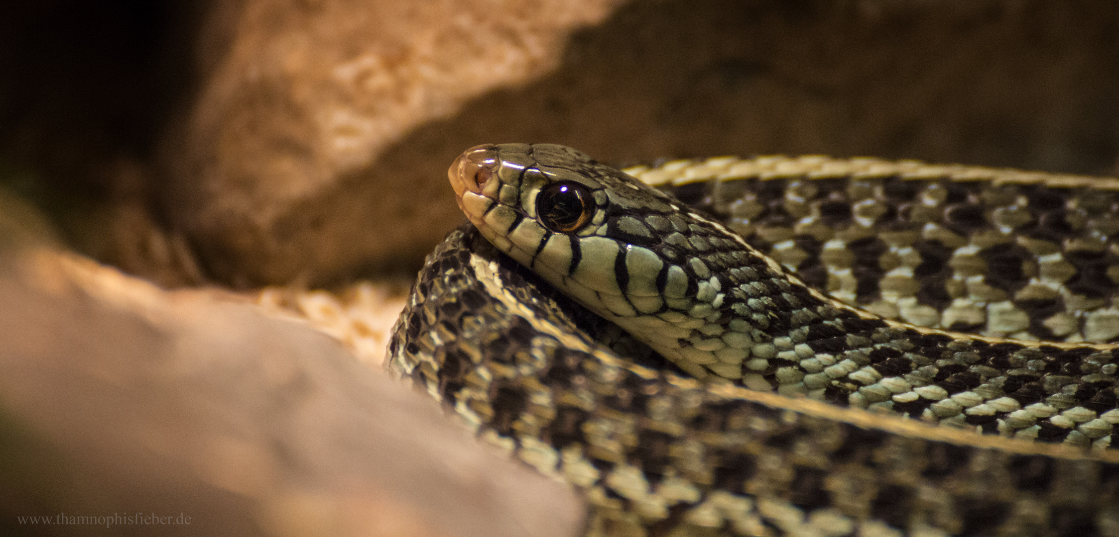 Thamnophis sirtalis sirtalis - Florida blue