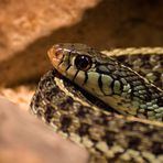 Thamnophis sirtalis sirtalis - Florida blue