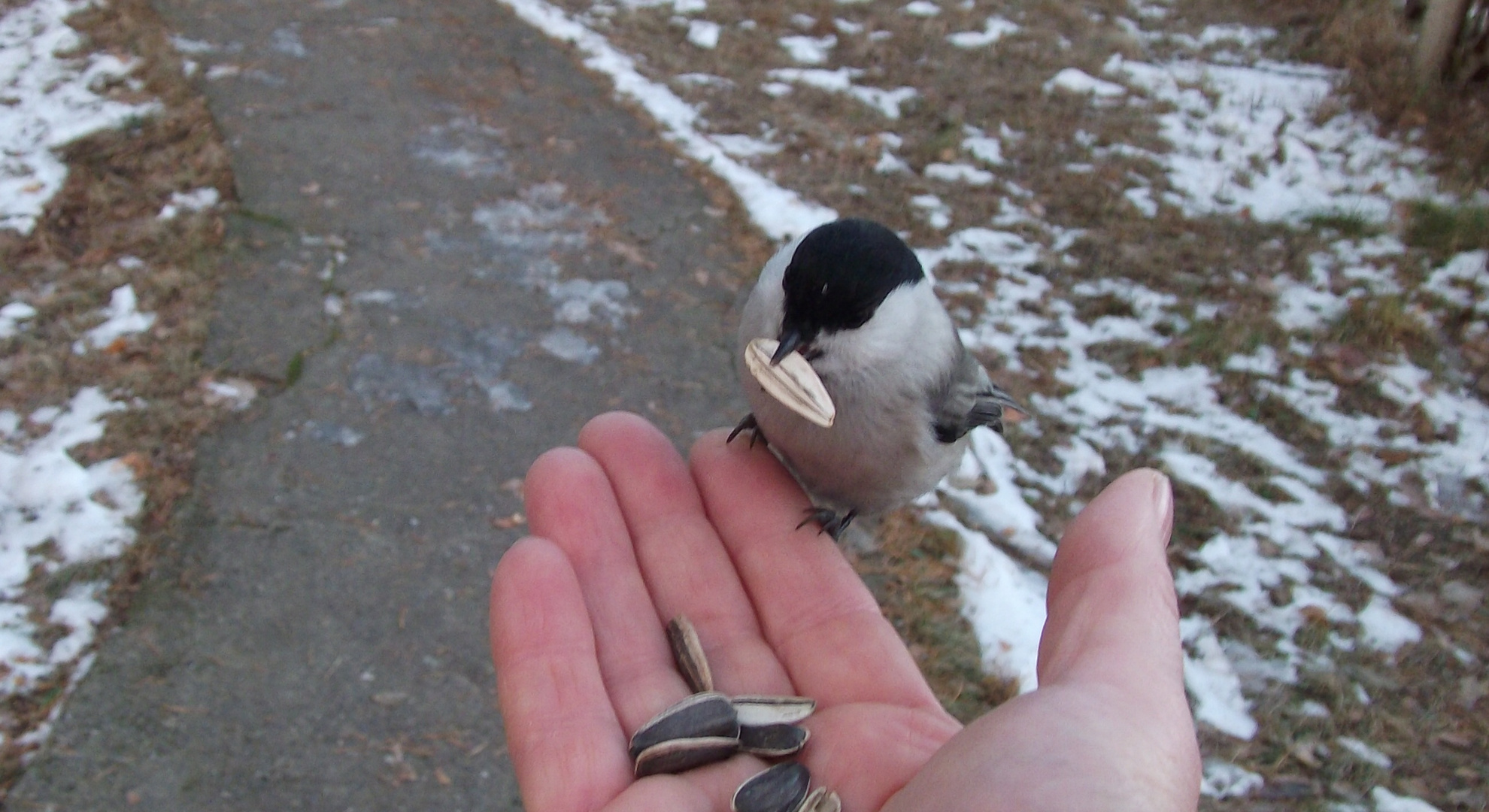 Thank you,friend, for seeing me .. (one hand is very awkward to photograph)