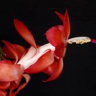 Thanksgiving Cactus Bloom