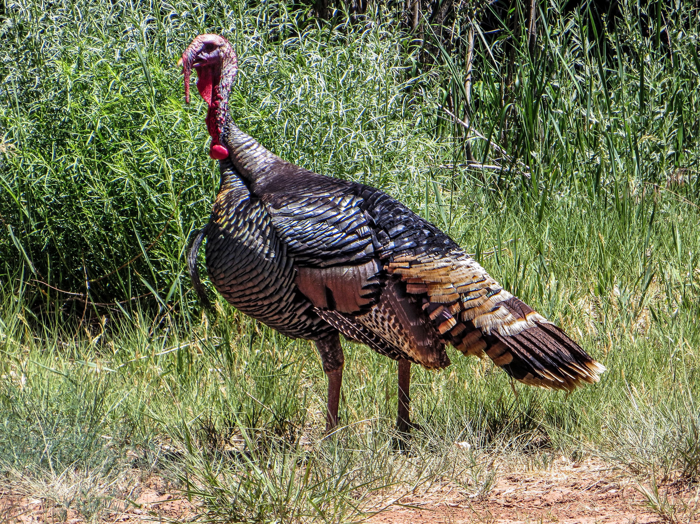 THANKSGIVING IN USA....